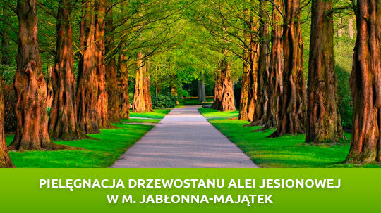 Pielęgnacja drzewostanu alei jesionowej w m. Jabłonna-Majątek