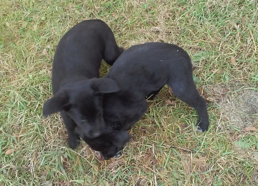 
                                                       Ogłoszenie o adopcji piesków
                                                