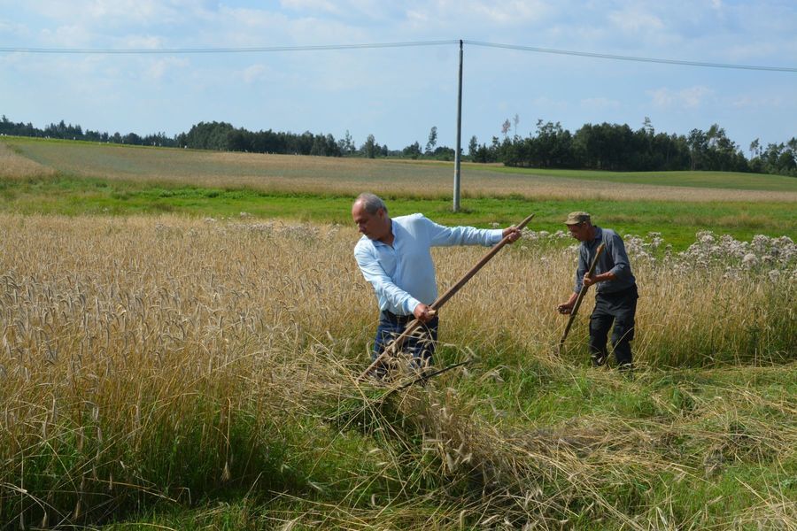 
                                                    Pokaz Koszenia Zboża Metodą Tradycyjną
                                                