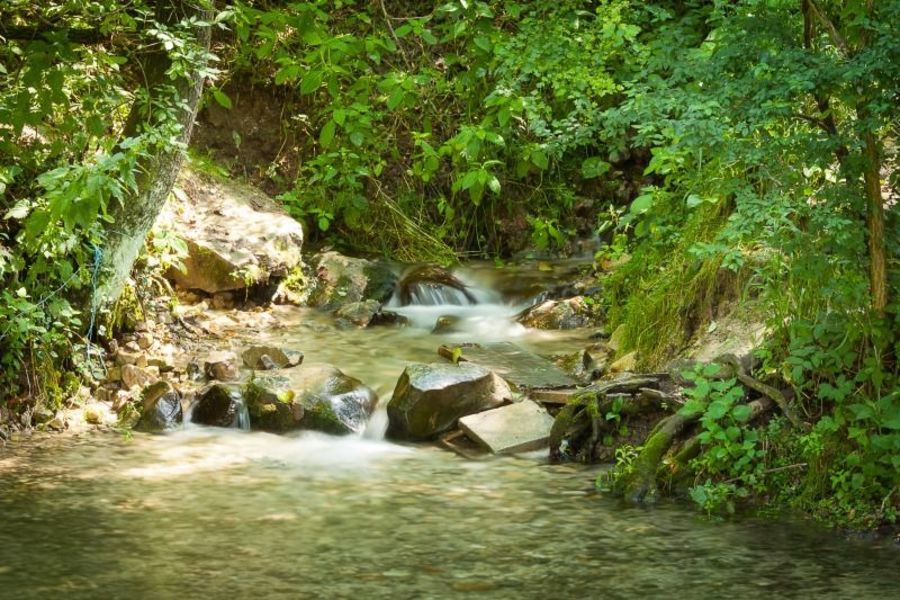 Baszki