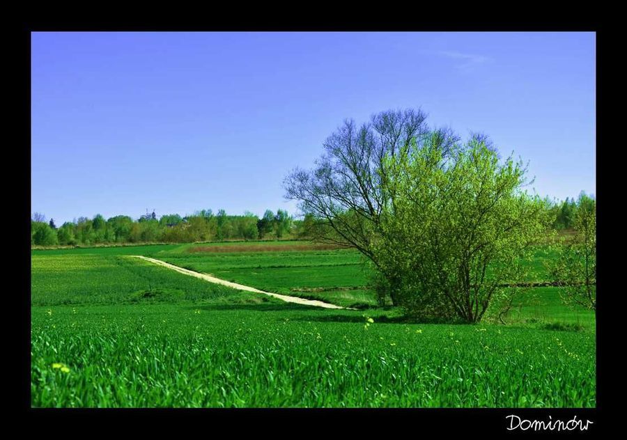 
                                                    Krajobraz Dominów
                                                