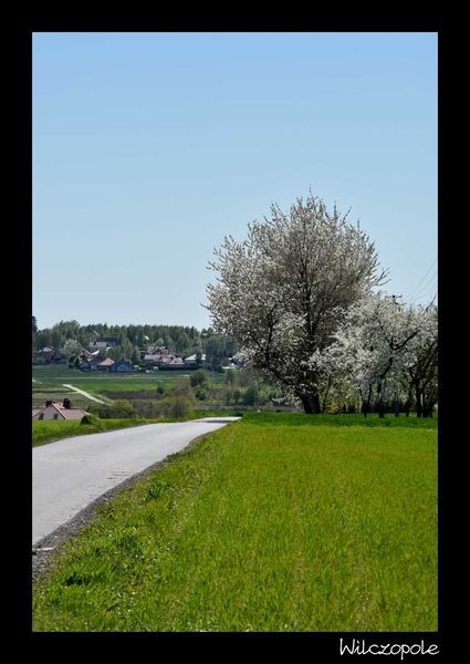 
                                                    Krajobraz Wilczopole
                                                