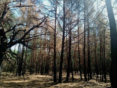 Apel Starosty Ryckiego w związku z pożarami lasów w Długowoli 
