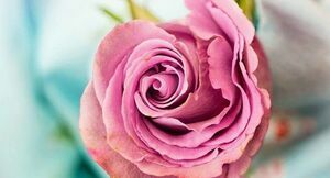 Grafika przedstawia różowy kwiat róży.