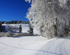 zima: drzewo, pola przykryte sniegiem