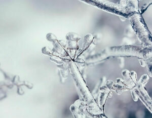 Gałązka pokryta szronem z wyraźnie widocznymi, zamrożonymi kryształkami lodu ukazującymi delikatność i piękno zimowej aury.