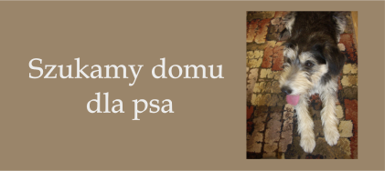Kolejny pies szuka nowego domu