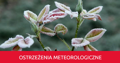 Zamarznięta gałąź