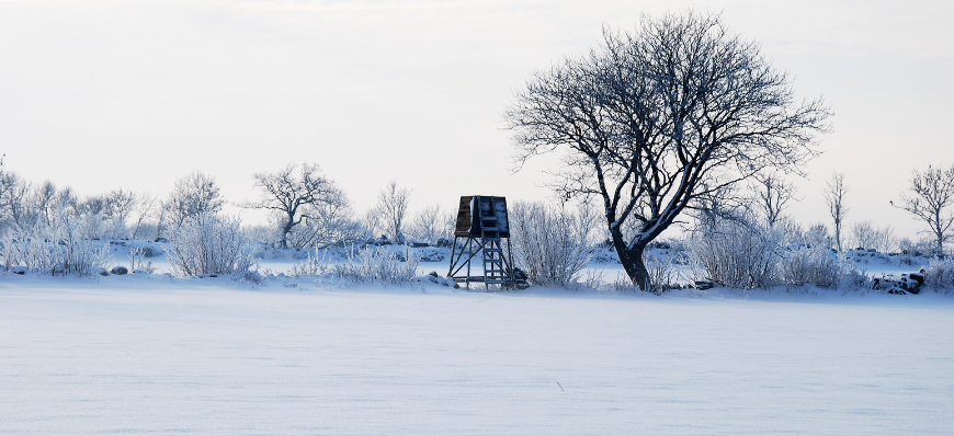 Zimowy krajobraz: pokryte śniegiem pole z wysokim drzewem bez liści i drewnianą wiatą myśliwską na horyzoncie pod błękitnym niebem.