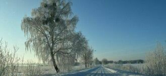 Zima. Zasypana śniegiem droga przyozdobiona szeregiem obciążonych śniegiem drzew, niebo błękitne z niewielkimi chmurami.