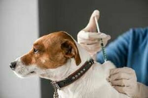 Komunikat Inspekcji Weterynaryjnej - kontrole dotyczące szcsepień przeciwko wściekliżnie psów i kotów