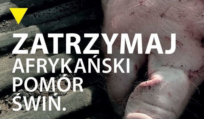 Na zdjęciu napis zatrzymaj afrykański pomór świń na tle głowy świni