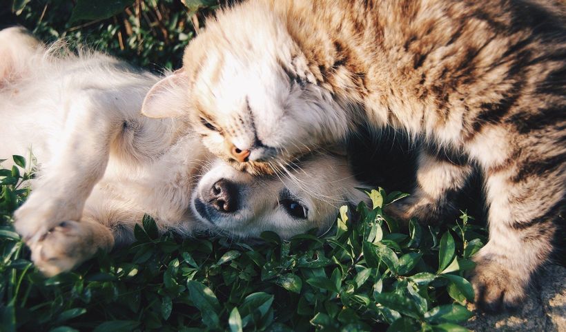 pies z kotem leżą na trawie