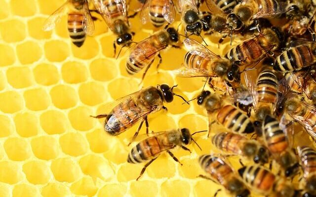 Grafika ogólna pszczoły 