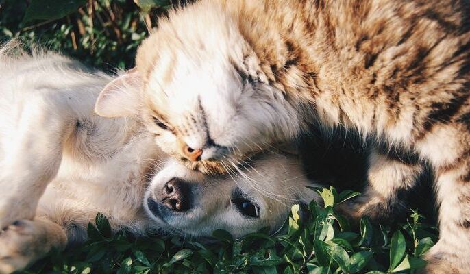 Na zdjęciu leżą pies i kot przytuleni do siebie