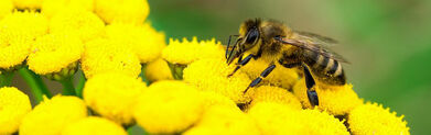 Pszczoła i kwiatek