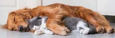 Pies i kot śpią razem
