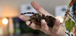 "Fascynujący świat pająków i skorpionów". 