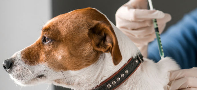Komunikat o obowiązkowym szczepieniu psów