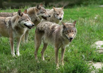 Przydatne informacje dotyczące wilków