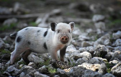 Zaproszenie na szkolenie dla osób utrzymujących trzodę chlewną 