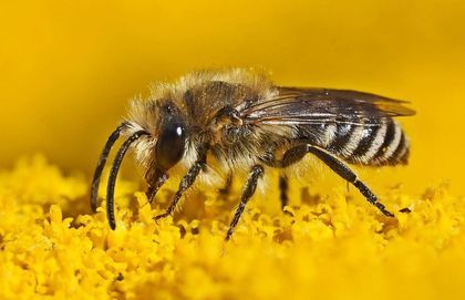Środki ochrony roślin bezpieczne dla pszczół 