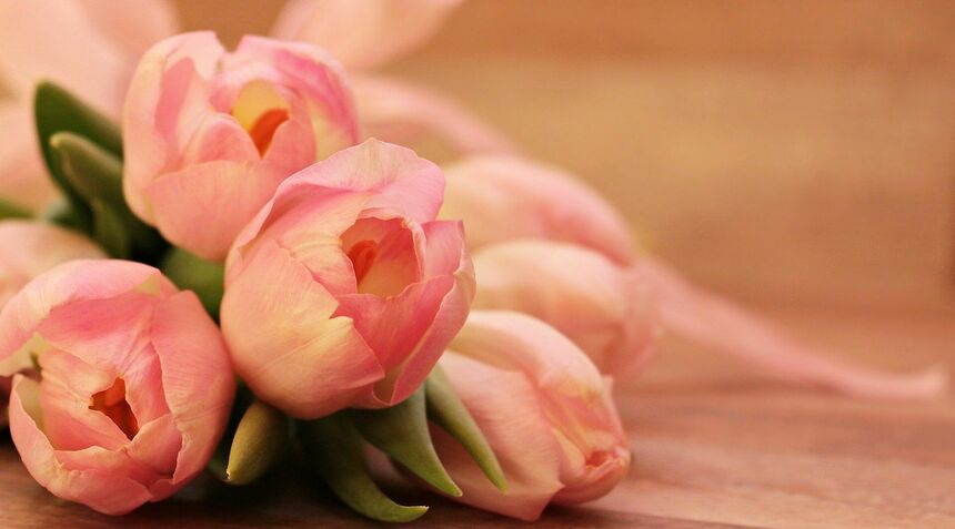 tulipany