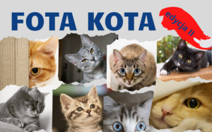 Grafika ze zdjęciami kotów i napisem Fota Kota edycja 2.