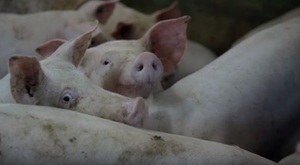 „Afrykański pomór świń – zasady ochrony świń przed chorobą” 