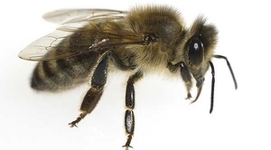KOMUNIKAT: Środki ochrony roślin - bezpieczeństwo pszczół