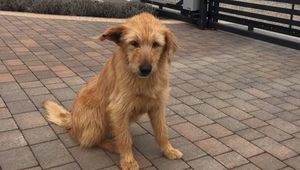 Znaleziono psa w miejscowości Krasienin