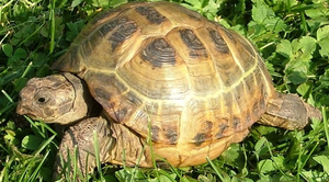 Zaginął żółw w okolicy Elizówki