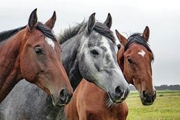 Zdjęcie przedstawia trzy konie