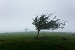 na zdjęciu znajduje się pochylone drzewo przez silny wiatr 