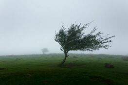 silny wiatr uginający drzewo