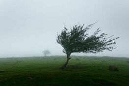 Drzewo na polu przy silnym wietrze