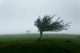 Drzewo zgięte przez wiatr na tle mglistego krajobrazu.