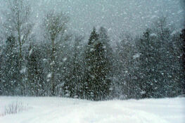 Intensywne opady śniegu zasłaniają trudno dostrzegalne kontury drzew, zimowy krajobraz.