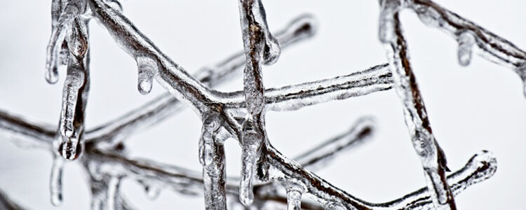 Gałęzie pokryte przezroczystą, błyszczącą warstwą lodu na białym, rozmytym tle.