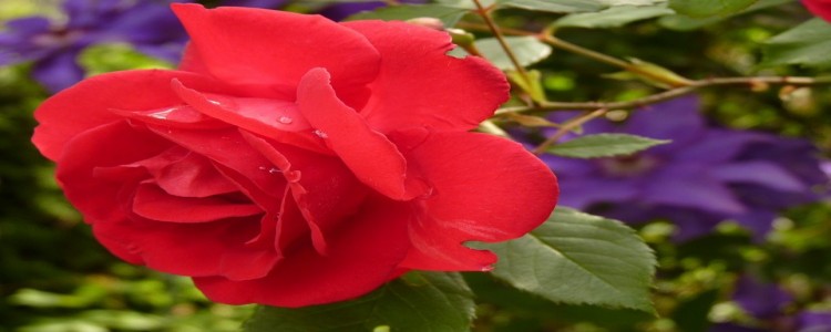 Święto Róż w Końskowoli