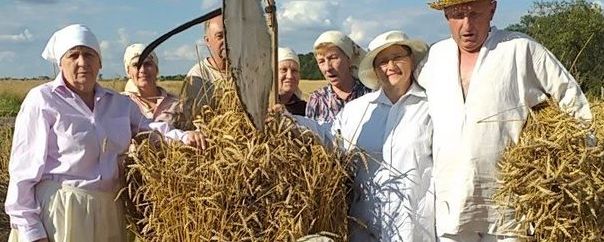 Tradycyjne żniwa - ludzie, kosa, zboże