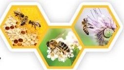 Pszczoły w naturze na plastrach miodu