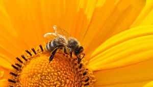 Komunikat - ochrona pszczoły miodnej