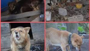 Zaginione psy z posesji w Karolinie