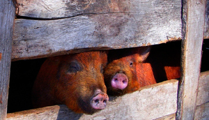 Ostrzeżenie Powiatowego Lekarza Weterynarii w związku z afrykańskim pomorem świń