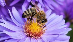 Grafika przedstawia pszczołę siedzącą na fioletowym kwiatu