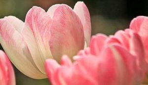 kwiaty- różowe tulipany