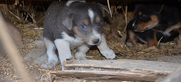 Poszukujemy chętnych do adopcji Suczki i 5 szczeniaków
