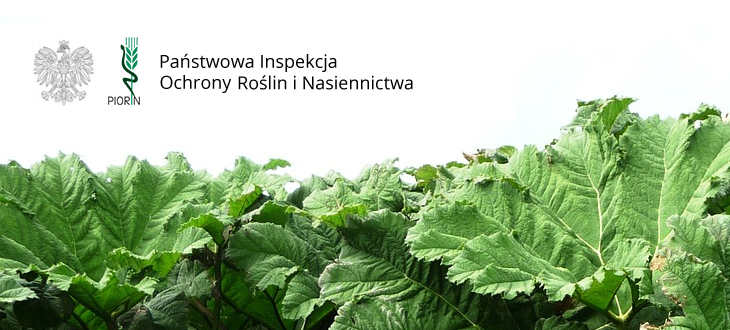 Informacja WIORiN w Lublinie - Barszcz Sosnowskiego