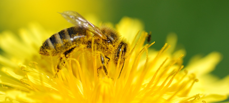 Ogłoszenie o konferencji „Ochrona środowiska a hodowla pszczół”